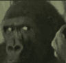 wtfstare