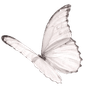 1_whitebutterfly