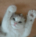 SCclaw