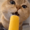 CatLick