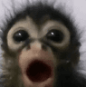 Monito