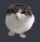 catkobietnoij