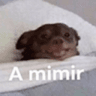 Amimir