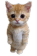 9141standingcat