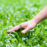 r_touchgrass
