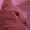 catvibing