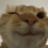 wink
