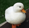 ducky