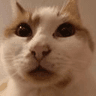 kat