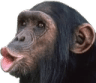 monkeykiss
