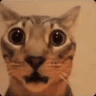 fentanyl_feline