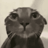3_cato_paia