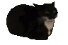 spincat