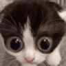 kitty