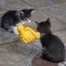 catshake