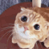 ze_catqt