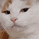 ze_catstare
