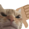 ze_catthumbsdown