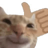 ze_catthumbsup