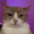 ze_catswagger