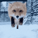 Fox_jump_boop