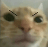 3_cato_nervo