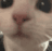 3_cato_curioso