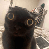 3_cato_espanto