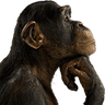 ape