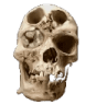 2338skullmerged