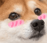 doggoblush