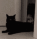 6893catstealing