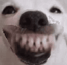 DoggyBigGrin