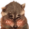 raccoonblush