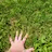 Touchinggrass