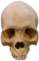 Hd_Skull