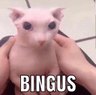 4518_hi_bingus