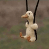 x_swingingduck