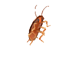 Ant