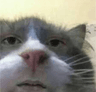 catstare