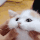 cat_massage