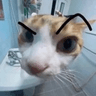 custom_mya1