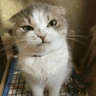 madcat