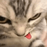 sillycat