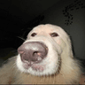 yellowdog2