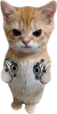 catdualwield