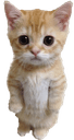 joncat