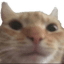 r_catsnoozie