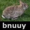 Bnuuy