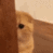 hiding